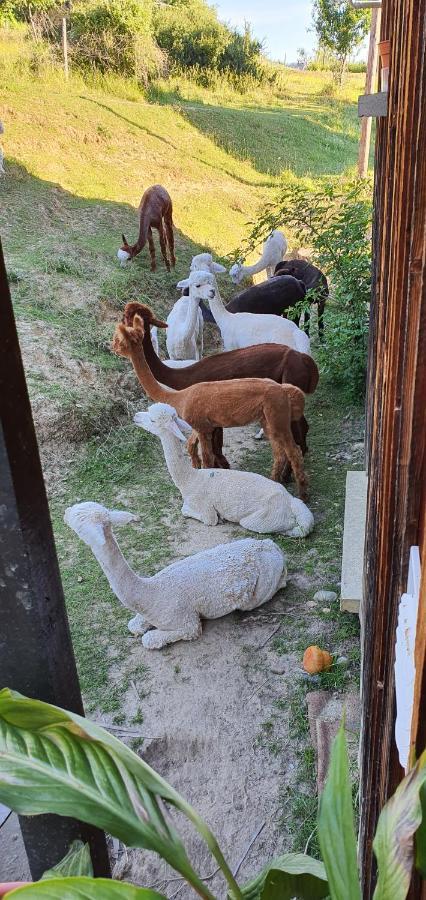 Saint-Antoine Alpagas Du Domaine Mael住宿加早餐旅馆 外观 照片